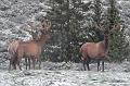 Elk bulls